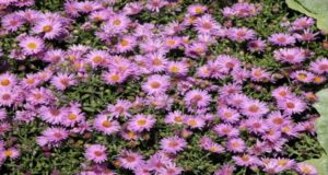 The Best Fall Blooming Perennials To Plant For Gorgeous Autumn Color!