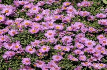 The Best Fall Blooming Perennials To Plant For Gorgeous Autumn Color!