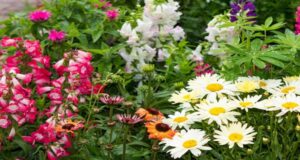 Dividing Perennials In The Fall – How To Create More Plants For Free!