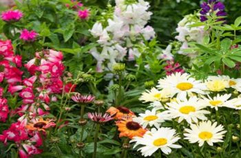Dividing Perennials In The Fall – How To Create More Plants For Free!
