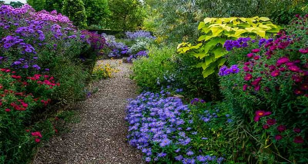 Dividing Perennials In The Fall – How To Create More Plants For Free!