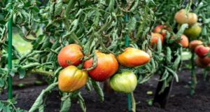 How To Dispose Of Tomato Plants – What To Do When Tomato Plants Die Off!
