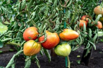 How To Dispose Of Tomato Plants – What To Do When Tomato Plants Die Off!