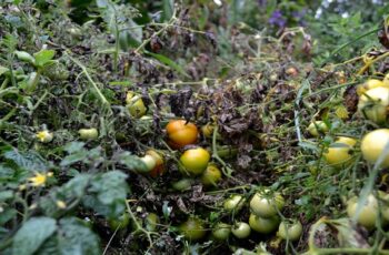 How To Dispose Of Tomato Plants – What To Do When Tomato Plants Die Off!