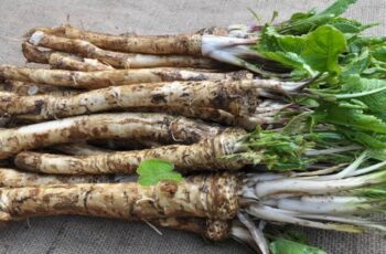 How To Grow Horseradish & 9 Reasons Why You Should