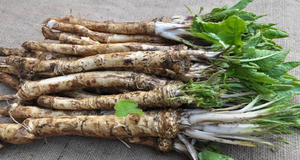 How To Grow Horseradish & 9 Reasons Why You Should