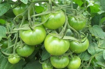 How To Ripen Late Season Green Tomatoes Off The Vine – 2 Simple Tricks That Work!