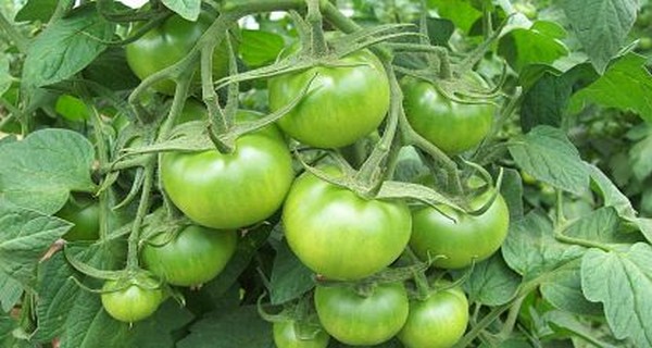 How To Ripen Late Season Green Tomatoes Off The Vine – 2 Simple Tricks That Work!