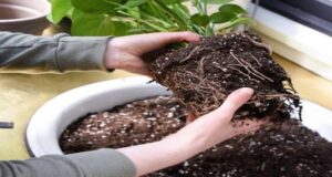 How To Save Old Potting Soil From Hanging Baskets & Containers