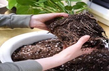 How To Save Old Potting Soil From Hanging Baskets & Containers