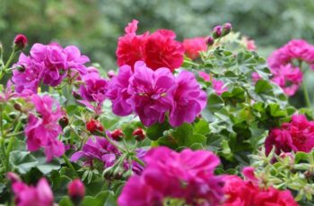 How To Save Your Geraniums This Fall! Overwintering Geraniums