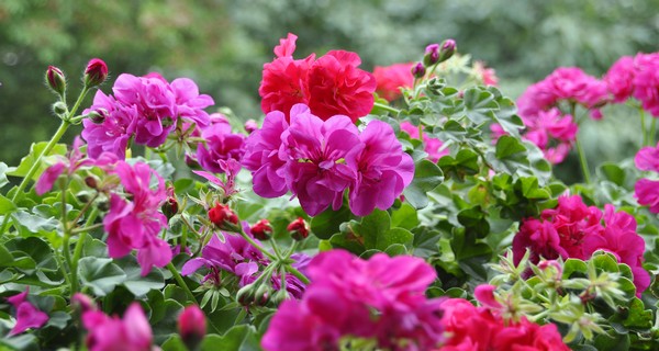 How To Save Your Geraniums This Fall! Overwintering Geraniums