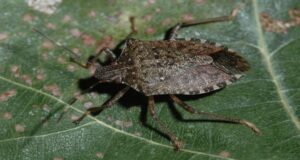 How To Stop Stink Bugs From Getting In Your House This Fall!