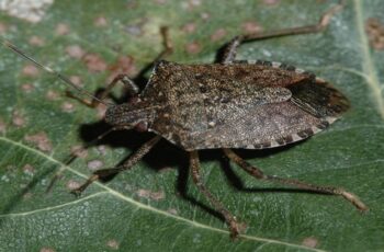 How To Stop Stink Bugs From Getting In Your House This Fall!