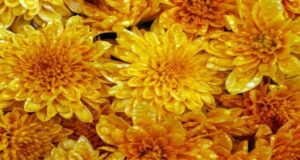 How To Water Mums In Pots – The Secret To Make Blooms Last Longer!