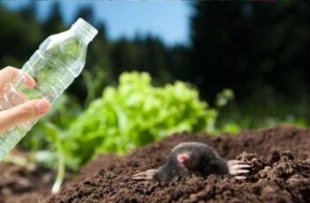 With this home remedy moles immediately disappear from the garden