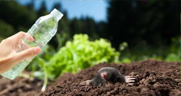 With this home remedy moles immediately disappear from the garden