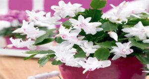 his plant is called 'Christmas cactus.' Here's how to successfully grow it in a pot at home