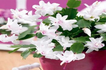 his plant is called 'Christmas cactus.' Here's how to successfully grow it in a pot at home