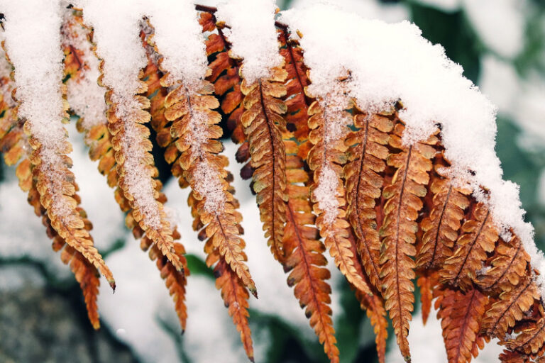 How To Keep Ferns Alive Indoors in Winter Winter Fern Care Gardening