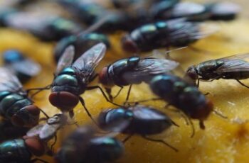 How To Keep Flies Out Of Your House This Fall – The Simple Secrets To Stopping Flies!