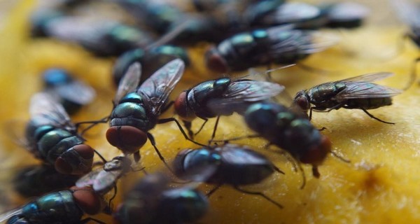 How To Keep Flies Out Of Your House This Fall – The Simple Secrets To Stopping Flies!