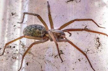 9 Natural Ways To Keep Spiders Out Of The House This Fall