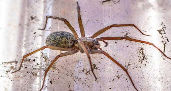 9 Natural Ways To Keep Spiders Out Of The House This Fall