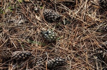 How To Use Pine Needles In Gardens & Flowerbeds – And Where Not To!