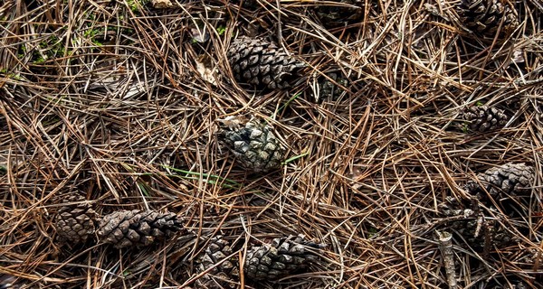 How To Use Pine Needles In Gardens & Flowerbeds – And Where Not To!