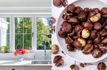 Put Chestnuts in Front of the Windows: This Solves a Big Problem