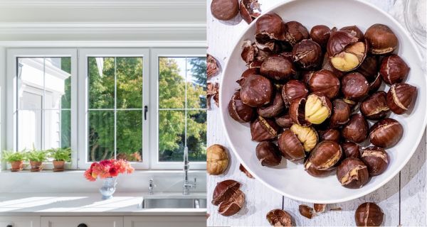 Put Chestnuts in Front of the Windows: This Solves a Big Problem