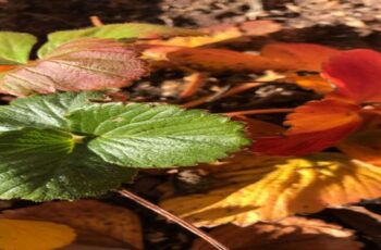 What To Do With Your Strawberry Plants Before Winter – Fall Strawberry Care!