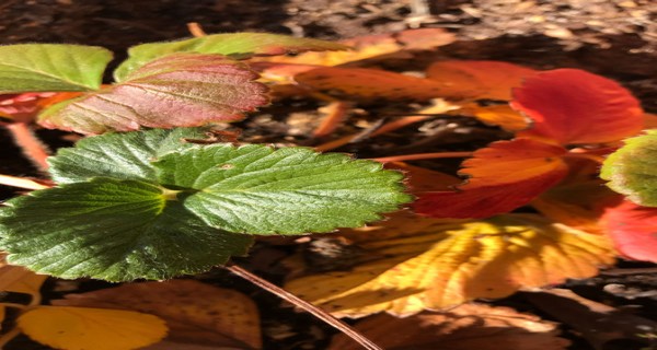 What To Do With Your Strawberry Plants Before Winter – Fall Strawberry Care!