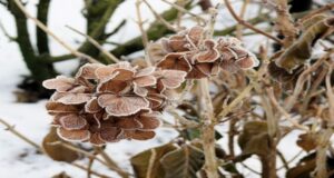 Fall Hydrangea Care – What To Do With Hydrangeas Before Winter!