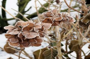 Fall Hydrangea Care – What To Do With Hydrangeas Before Winter!