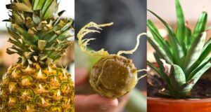 How To Grow A Pineapple Plant From A Pineapple Top