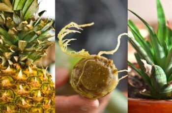 How To Grow A Pineapple Plant From A Pineapple Top