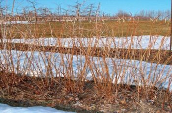 How To Prepare Blackberry And Raspberry Plants For Winter