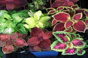 How To Grow Coleus As A Houseplant – Keep Your Coleus Plants Alive!