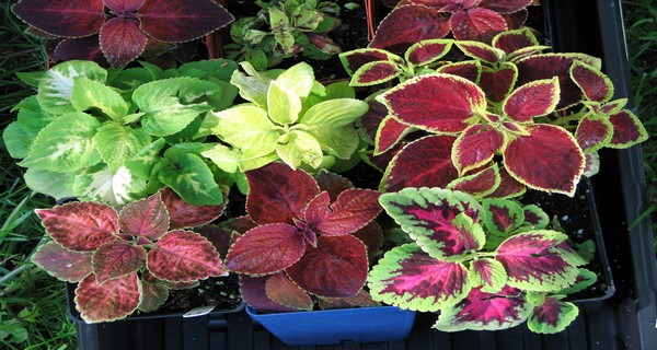 How To Grow Coleus As A Houseplant – Keep Your Coleus Plants Alive!