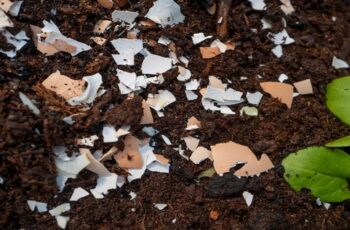 How To Save Coffee Grounds & Egg Shells For Your Garden – And Store Them Too!