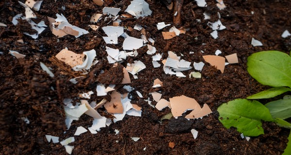 How To Save Coffee Grounds & Egg Shells For Your Garden – And Store Them Too!