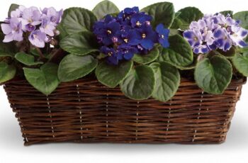 7 Secrets to Keep Your African Violet Blooming All Year Long