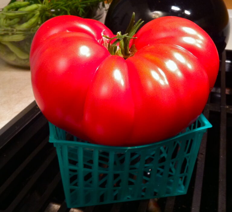 How To Grow Huge Tomatoes 3 Tomato Varieties That Grow BIG