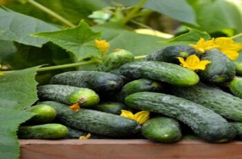 Growing Cucumbers In Straw Bales – How To Grow Cucumbers Like Crazy!
