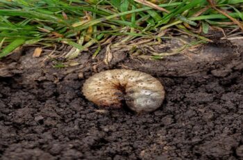 How To Eliminate Grubs In Your Yard – And Why Early Spring Is The Time To Do It!
