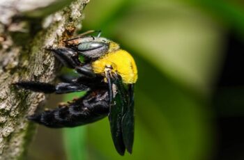 How To Keep Carpenter Bees Away – 4 Secrets To Stop Damage!