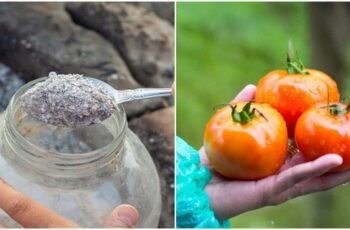 How To Use Fireplace Ashes To Grow Great Tomatoes