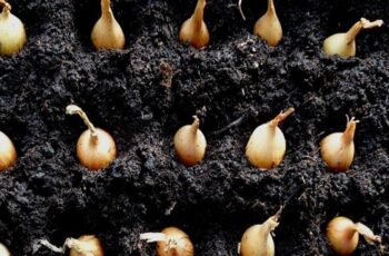 Should You Plant Onion Sets Or Onion Seeds How To Grow Great Onions